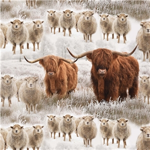 Highland cattle