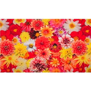 Beautiful Colorful Flowers