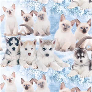 Katt och hund snö