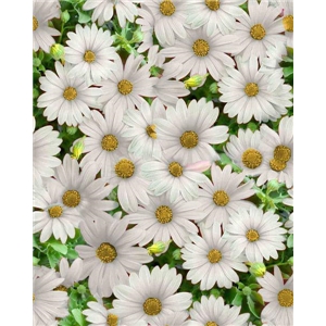 Sommarblommor Vita