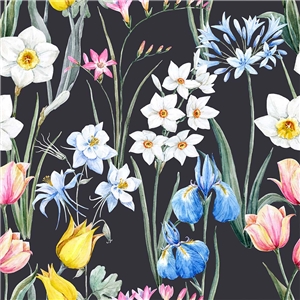 Narcissus