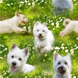 Terrier Westie