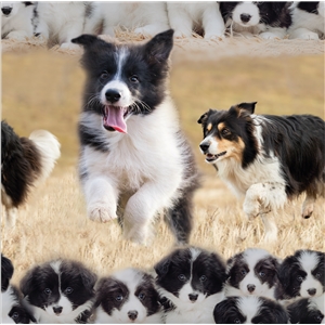 Border Collie