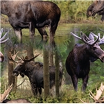 Holy Mooses